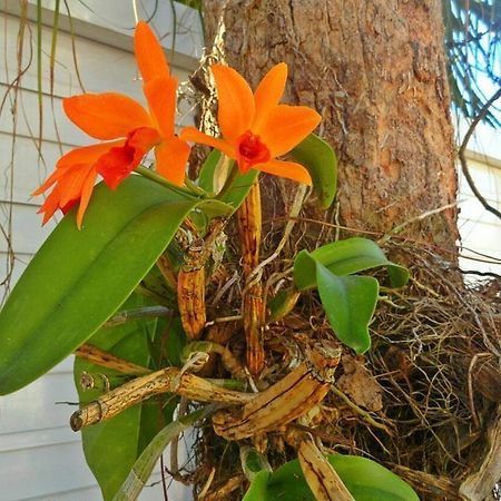 Pousada Orquideas Гуаружа Экстерьер фото